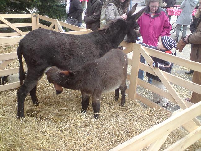 Laupheimer-Weihnachtsmarkt1